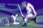 Het talent van deze hond en zijn trainer zijn buitengewoon: hier zie je de twee in een duel tussen gladiatoren!