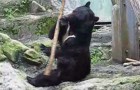 The bear practicing Kung Fu 