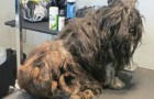 What was underneath all that dog hair?! Wow!