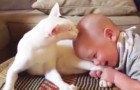 Ze hadden geen idee hoe de nieuwe kat zou reageren op de baby... dit is hun eerste ontmoeting!