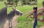 Als ze viool begint te spelen in een weiland, reageert deze ezel daar heel bijzonder op!