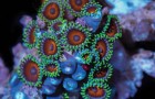 25.000 foto's die in 1 jaar werden genomen: de pracht van het koraal in deze timelapse is VERBLUFFEND!
