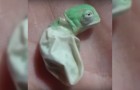 Video  Chameleon