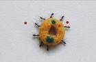 Bekijk deze groep mieren in actie: hun intelligentie spat ervan af en hun samenwerking is prachtig om te zien!