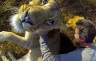 Video di Leoni