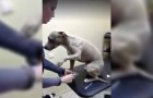 Este perro es del veterinario: NO CREERAN lo que hace cuando llega su turno