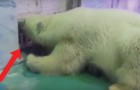A polar bear lives in a shopping mall in China ...