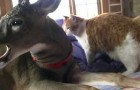 Le cerf et le chat: une étrange mais superbe amitié