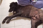 This dog hit by a car was full of surprises! Literally. WoW! 