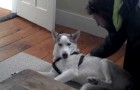 The amazing dog that knows how to say no!