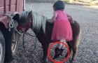 Video Video's van Pony's Pony's
