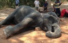 Vidéos d' Eléphants