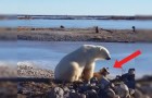 Ze filmen ijsbeer die een hond nadert: de manier waarop de twee dieren met elkaar omgaan is buitengewoon!