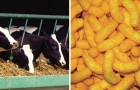 Da cibo per animali a snack per umani: ecco come furono inventate le patatine al formaggio