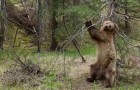 Des ours qui se grattent le dos: une vidéo hilarante avec une musique PARFAITE