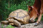 Finiscono per caso nello stesso recinto: l'amicizia fra una mucca e una tartaruga ha stupito l'intera riserva