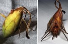Importante scoperta nel mondo animale: quella che sembrava una foglia è una nuova specie di ragno!