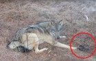 Video Lobos