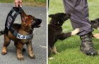 Da teneri cuccioli a temibili cani poliziotto: le foto dell'addestramento sono adorabili