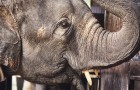Sempre più elefanti nascono senza zanne: ecco come si EVOLVONO per sopravvivere alla caccia