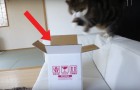 Un chat et sa boîte: les tentatives qu'il fait pour y entrer vous feront bien rire!