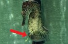 Il magico istante in cui il cavalluccio marino MASCHIO dà alla luce migliaia di piccoli