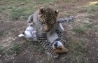 Video  Leopardi