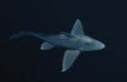 Ripreso per la prima volta il misterioso squalo fantasma: eccolo in tutto il suo splendore