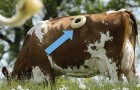 Die Fistulierung von Kühen: die Methode zur Vermeidung von Problemen, die durch eine ungeeignete Futterverdauung verursacht werden