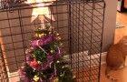 16 soluzioni che le persone hanno trovato per salvare l'albero di Natale dagli animali domestici