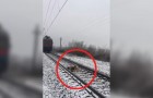 Een hond weigert zijn gewonde kameraad achter te laten op het spoor: kijk wat er gebeurt als er een trein aankomt...
