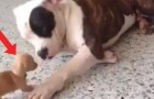 Deze Schattige ‘Ontmoeting’ Tussen Een Pitbull En Een Chihuahua Is Het Enige Leuke Hondengevecht Om Te Kijken
