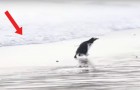 Video di Pinguini