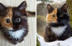 Quando madre natura finisce l'inchiostro: ecco a voi una gattina dalla colorazione unica