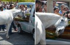 Sie bringen das Pferd zur Beerdigung seines Besitzers. Die Reaktion des Pferdes ist herzzerreissend