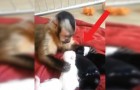 Le singe prend soin d'une portée de chiots: la douceur de ses gestes est touchante