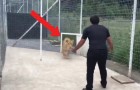 Video Tigervideos Tiger