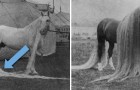 Il cavallo delle meraviglie: l'incredibile razza esistita nel 1800 famosa per i crini lunghissimi