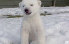 Il primo giorno sulla neve di un orso polare
