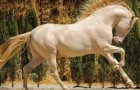 21 maestosi cavalli davanti ai quali non si può che rimanere incantati