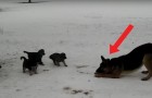 Ein Papa mit seinen Kleinen: die Begeisterung des Schäferhunds überrascht selbst die Welpen