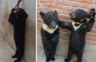 Come vengono addestrati gli orsi per farli stare su 2 zampe? Queste immagini sono la risposta