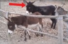 Video de Asnos
