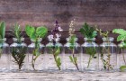 10 erbe che puoi crescere in acqua e tenere in casa per un anno intero