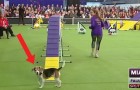 Il beagle si distrae di continuo: ecco la gara di agility dog più divertente mai vista