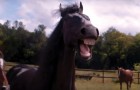 When even HORSES LAUGH you know you are in trouble!