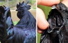 Noir des plumes jusqu'aux organes internes: découvrez ce poulet à l'aspect unique