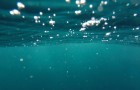 Il livello di ossigeno negli oceani è diminuito e la colpa è del cambiamento climatico