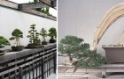 Ce musée en plein cœur des États-Unis abrite le bonsaï de 392 ans, qui a survécu à Hiroshima