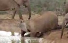 Female elephants rescue a drowning baby 